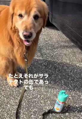カメラ目線のチェスターくん