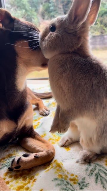 犬に顔を近づけるウサギ