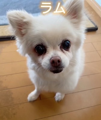 見上げるシニア犬