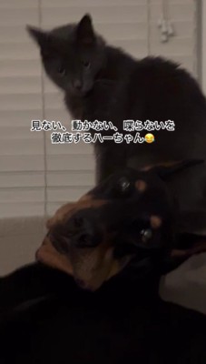 「見ない」「動かない」「喋らない」