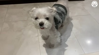 ナナくんとママさんのやり取り⑩