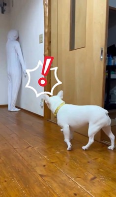 壁と同化したらコロちゃんは気づく？8