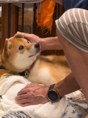 撫でてくる男性を見上げる犬