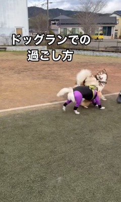 MARLEYくんのドッグランの楽しみ方