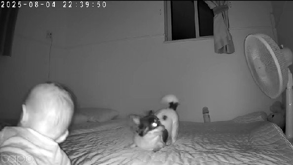 高速回転を披露