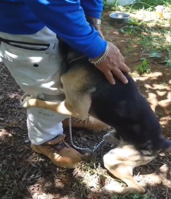飼い主に顔を埋める犬