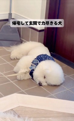 再び寝る犬