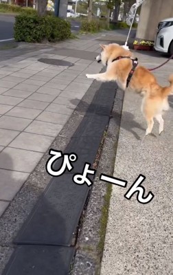 段差を飛び越えるうーちゃん