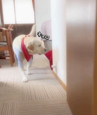 きょろきょろする犬2