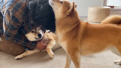 ナラちゃん&ソラくんの熱烈歓迎9