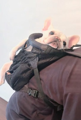 おんぶされる犬