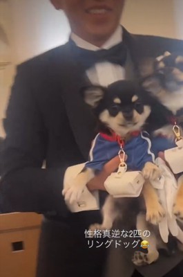 抱っこされる犬