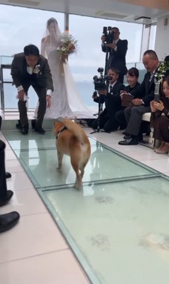 リングドッグを務めるじろー君9