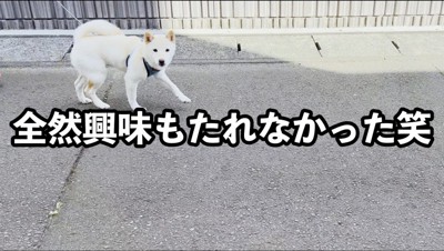 飼い主を見て通り過ぎる白柴