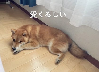 フローリングに伏せる柴犬
