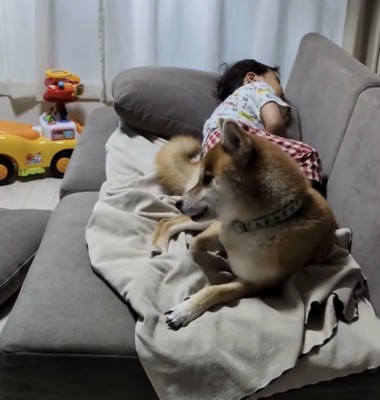ソファで寝る男の子と犬