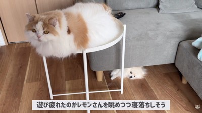 体調不良のレモンさんと優しいポテチくん⑩