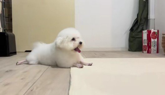 トリミングに行ったら…