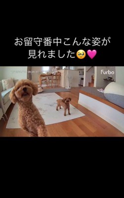 ラニちゃんとラナちゃんのお留守番