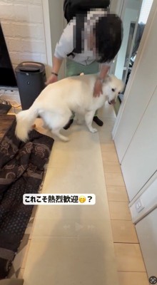 男性に体を擦り付ける犬
