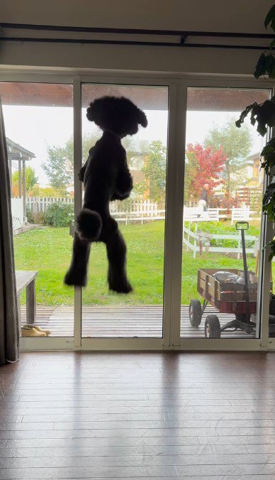 風ちゃんのジャンプがスゴイ!!