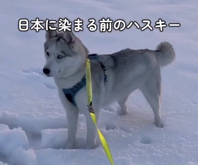 雪の中でじっと見つめる犬
