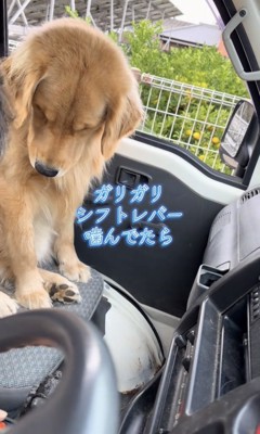 うつむいて反省しているような犬