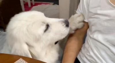 男性の腕に前足を乗せる大型犬