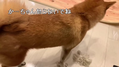 妹想いなわんこに感動