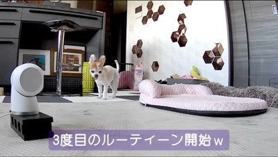 部屋を散策する茶色い犬