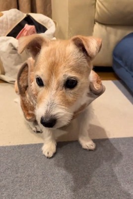 目が見えないミントちゃん