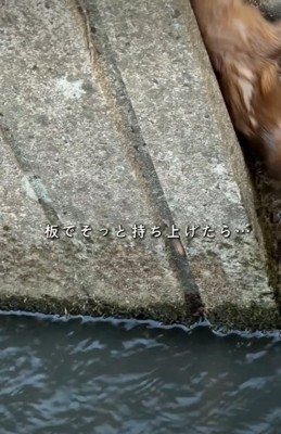 壁にしがみつく生き物3