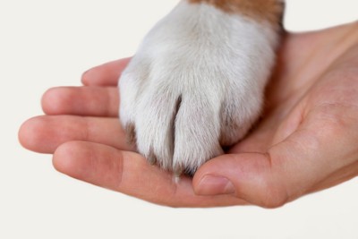 重ね合う犬と人の手