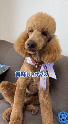 おやつを食べる犬