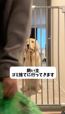 玄関を出ようとする飼い主を見つめる犬
