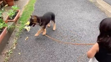 ジャーマンシェパードドッグのパピーと一緒に歩く女の子