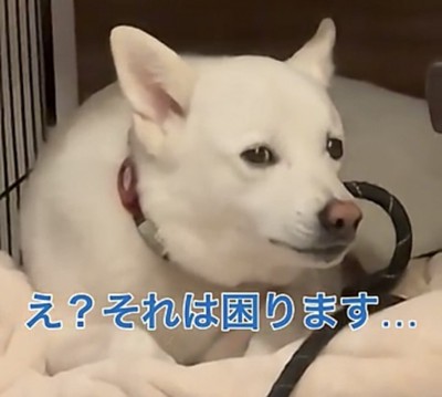 横目で見つめる犬
