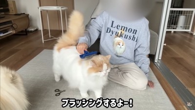 レモンさんを守ろうとするポテチくん