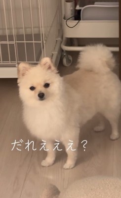 モロちゃんのビフォーアフター6