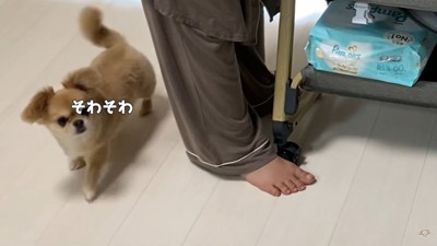 ハナちゃんのあやし方