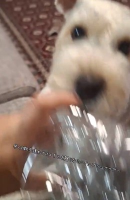 ペットボトルに八つ当たりするえびすくん