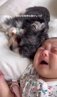 マロンちゃんと赤ちゃん