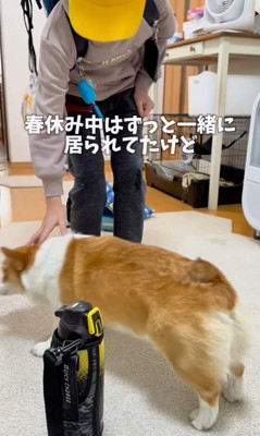 お兄ちゃんが学校に行った後のココちゃん&ナッツちゃん2