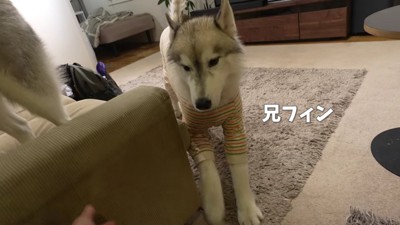 兄のフィンくん