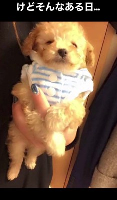 名前はチョコかな？