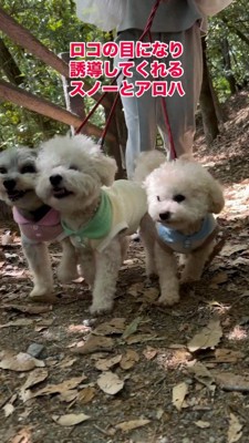 山道を歩いている3頭の犬
