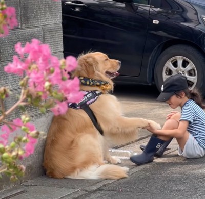 握手する大型犬と息子さん