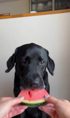 スイカを食べるポールくん5