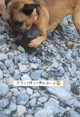 石にしがみついて唸るモアちゃん