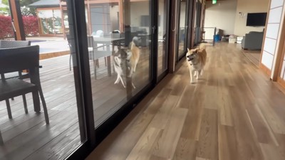 今度は窓越しの鬼ごっこ